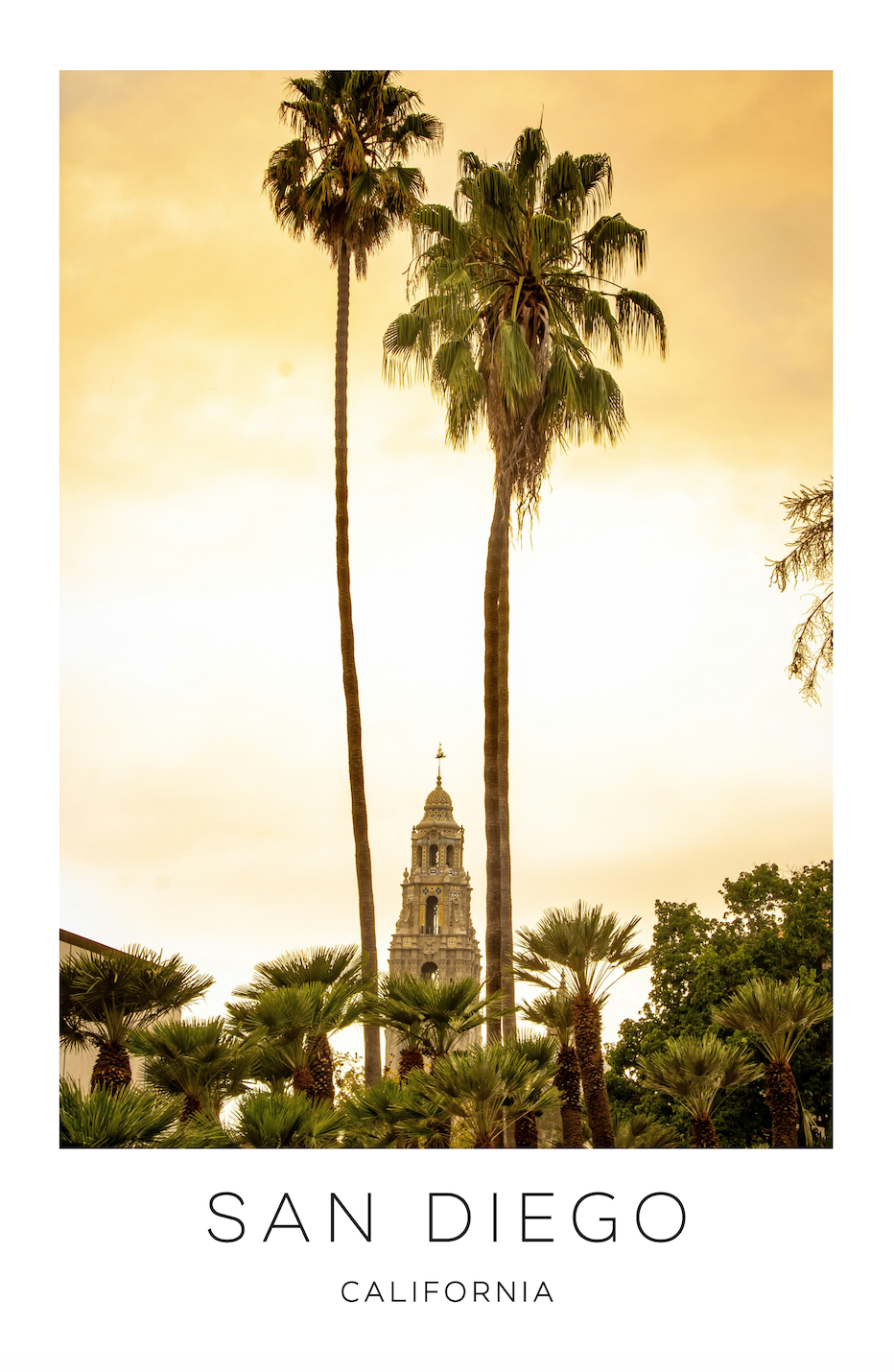 San Diego, California Photo Print - Palm Trees